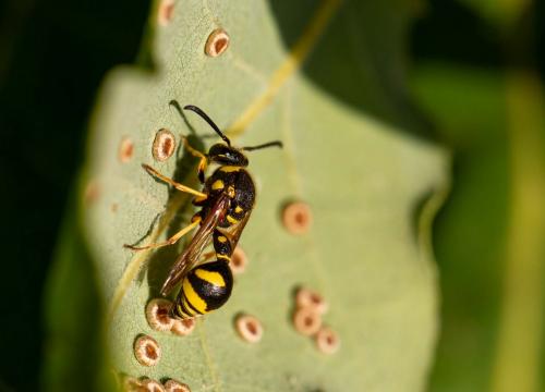 Réf. 263 988 : Eumenes sp.